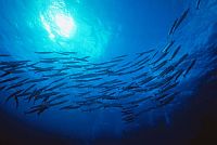 liveaboard dive boats