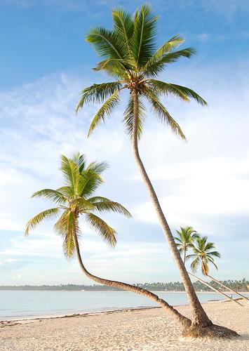 palm trees pictures. of palm trees to help you