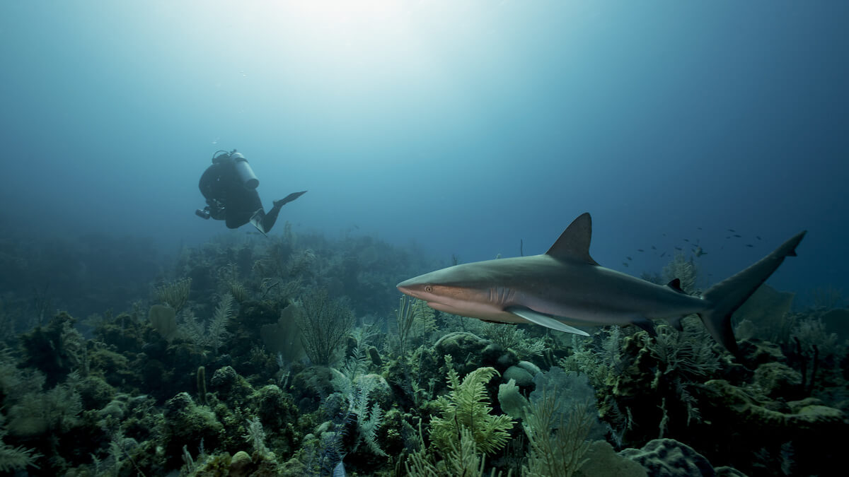 Cuba scuba diving with shark