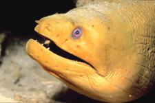 cayman brac diving - eel  cayman brac diving - eel