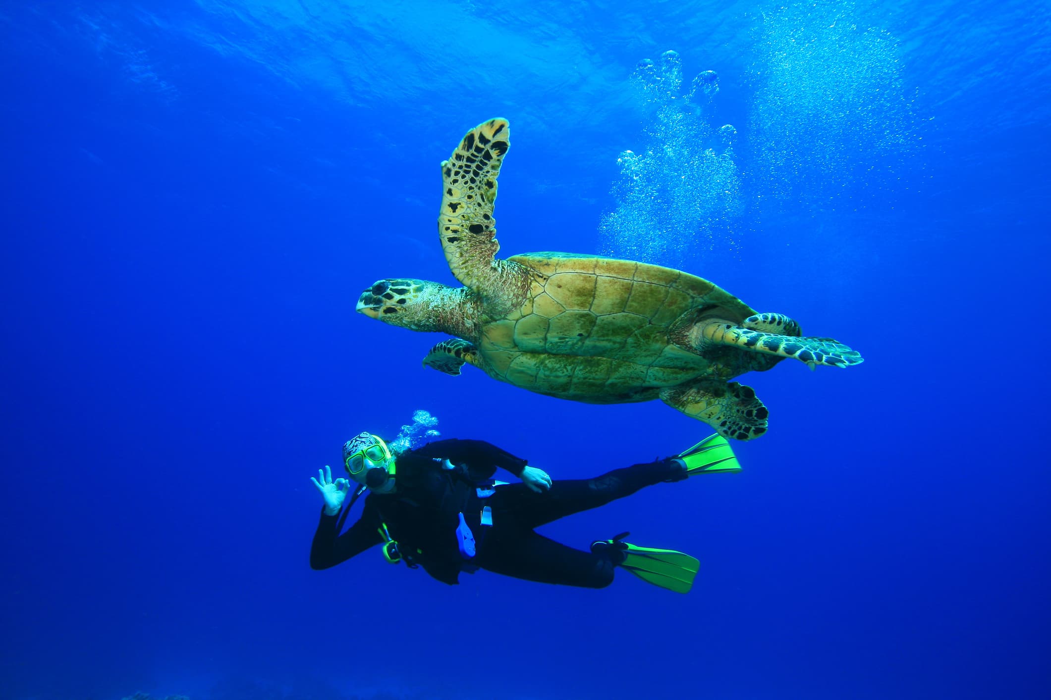Guide to Cayman Islands scuba diving. Scuba diver with turtle.