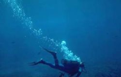 diving employment scuba - scuba diver diving employment scuba - scuba diver