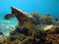 diving in bonaire - turtle diving in bonaire - turtle