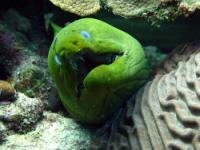 diving in bonaire - eel diving in bonaire - eel