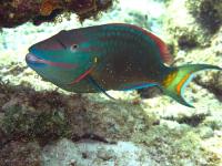 diving in bonaire - parrotfish diving in bonaire - parrotfish