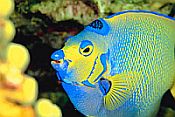 Queen Angelfish while scuba diving in Jost Van Dyke, BVI