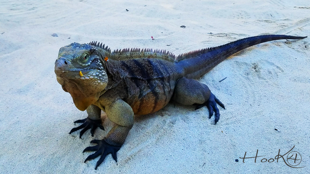 Little Cayman Island scuba diving trip review.