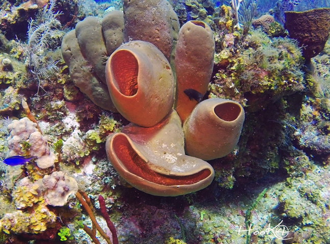 Little Cayman Island scuba diving trip review - coral.