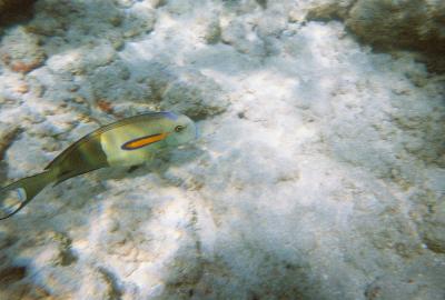 Hanauma Bay Feb. 2007