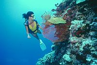 picture of scuba diving 