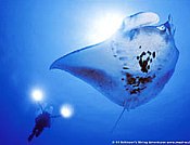 Scuba diving wallpaper; picture of diver with a manta ra