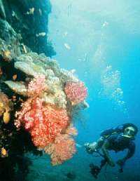 scuba diving facts-scuba diver