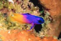 scuba diving in belize wrasse scuba diving in belize wrasse