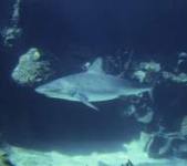 scuba diving in belize shark scuba diving in belize shark