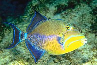 scuba diving in belize caye caulker - queen anglefish
