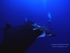 scuba diving wallpaper - diver with manta ray