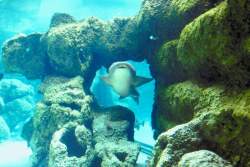 scuba diving with shark
