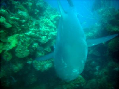 Shark Feeding in Belize