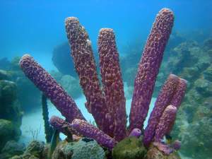 st. croix scuba diving, purple sponges
