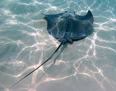 Stingray City dive site in Grand Cayman
