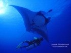 scuba diving wallpaper - diver with manta ray